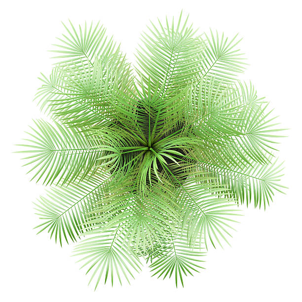 istock top view of potted palm tree isolated on white background 527671614