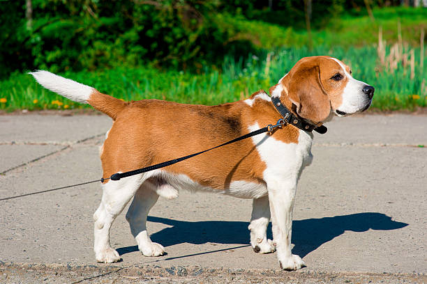 istock Dog beagle on the walk 527671800
