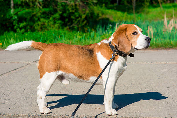 istock Dog beagle on the walk 527671810