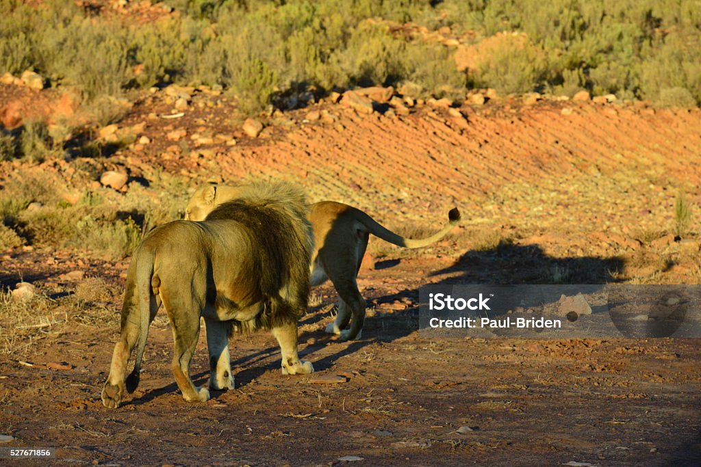 Pair Of Lions Stock Photo - Download Image Now - Animal Behavior, Animals  In The Wild, Animals Mating - iStock
