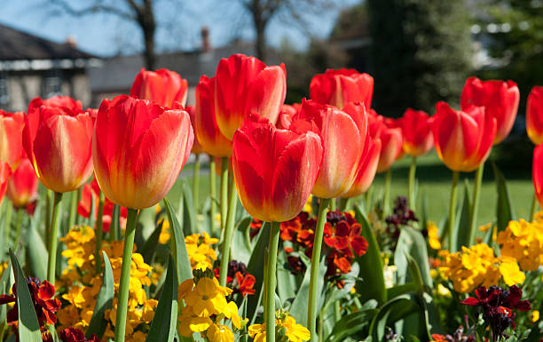 istock Tulips in the garden 527672618