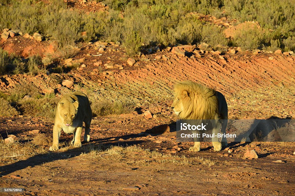 Pair Of Lions Stock Photo - Download Image Now - Animal Behavior, Animals  In The Wild, Animals Mating - iStock