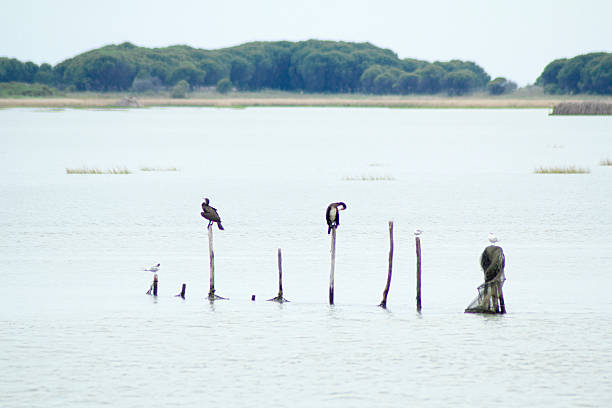 istock Great cormorant in the Veneto lagoon 527672889