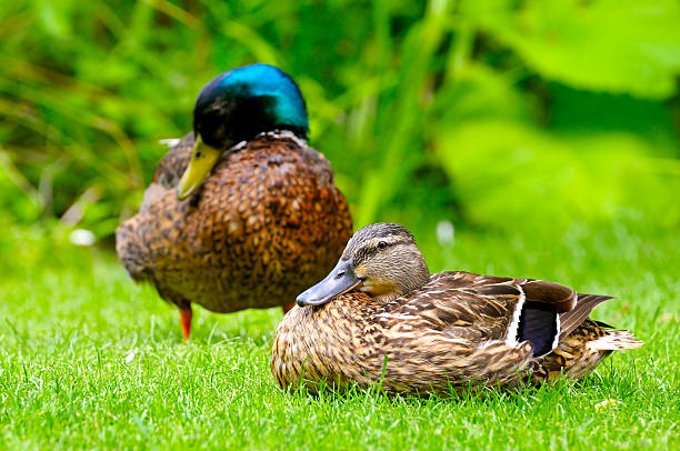 istock domestic duck on a  green plants 527672930