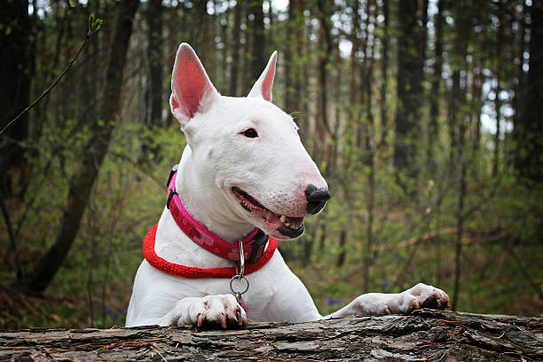istock White Bullterrier on nature 527674278