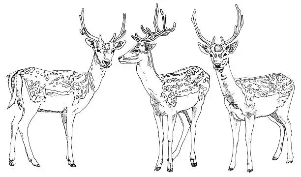 Vector illustration of Hand drawn deers. Vector illustration.