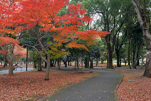 istock Fall Colors with Japanese Red Maples in Autumn 527675699