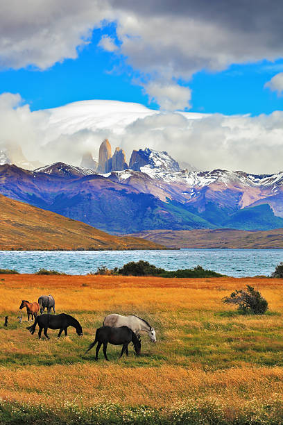 The cliffs Torres del Paine On the horizon, towering cliffs Torres del Paine.  Gray and black horse grazing in a meadow near the lake patagonia argentina photos stock pictures, royalty-free photos & images