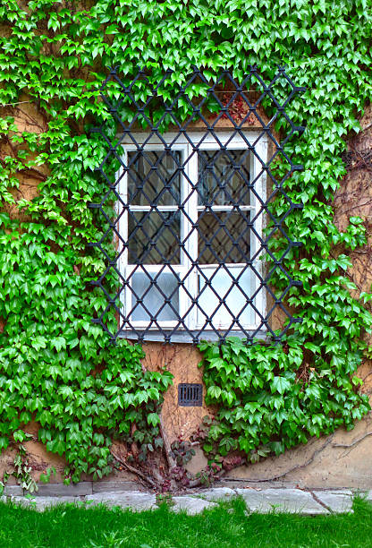 istock Facade of an old building covered by ivy. 527675783