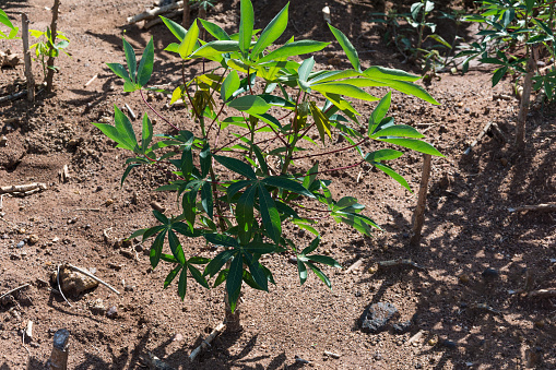 The young cassava on the ground.
