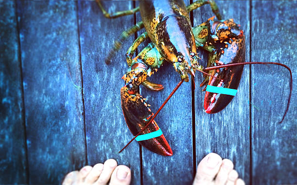 man confronting lobster stock photo