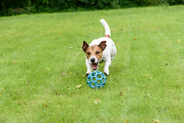 istock Dog pursuing and catching ball playing on green grass 527676520