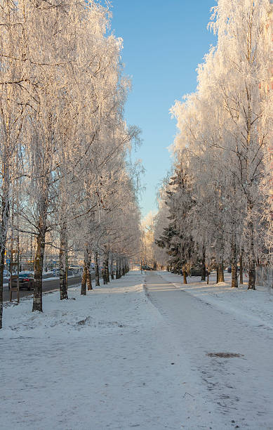 istock Snow Landscape with Frozen Trees 527676551