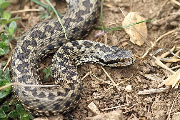 istock female meadow viper in natural habitat 527677172