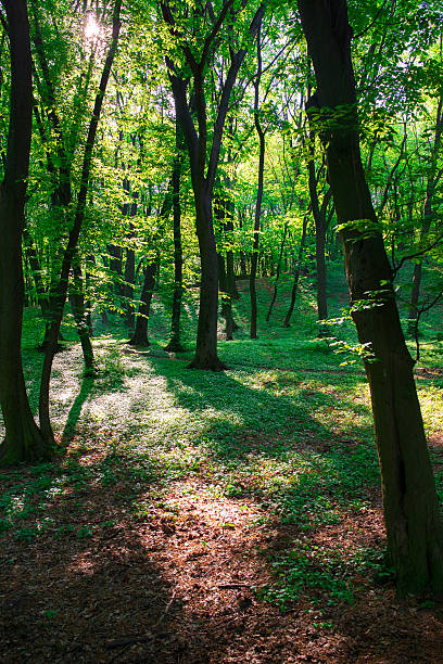 istock green trees in forest in sunny day 527678002