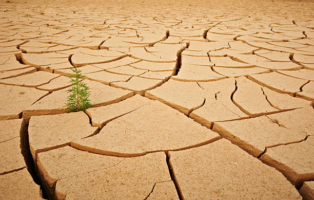 istock green plant in the desert 527678701