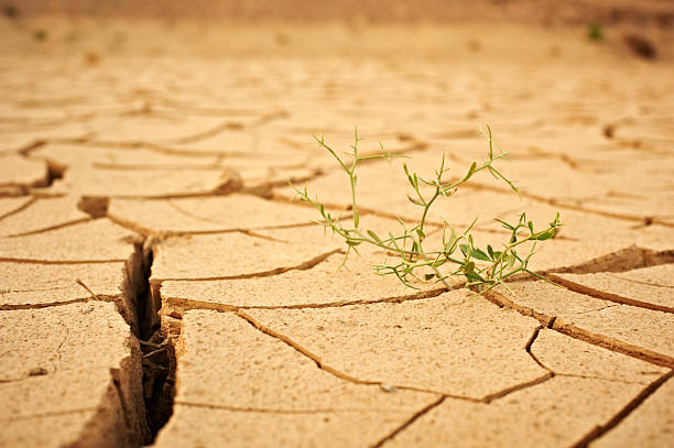 istock green plant in the desert 527678703
