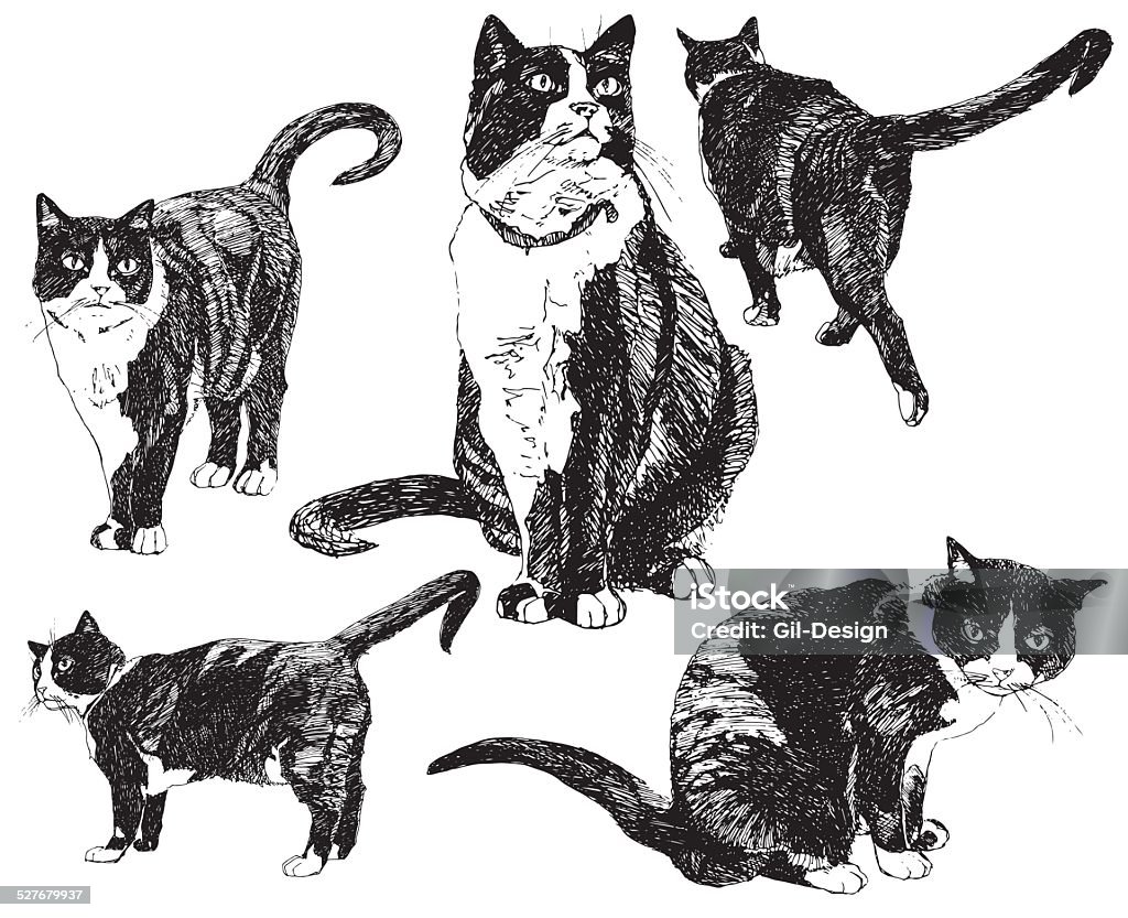 Set of hand drawn cats. Domestic Cat stock vector