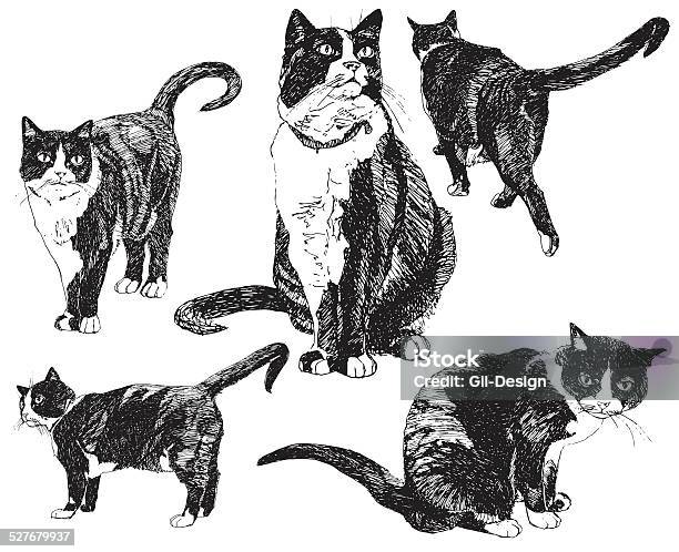 Set Of Hand Drawn Cats Stock Illustration - Download Image Now - Domestic Cat, Drawing - Activity, Sketch