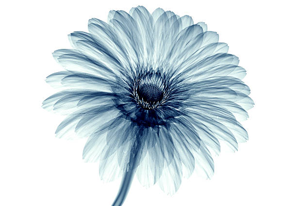 immagine un raggi x di un fiore sola su bianco, gebera - roentgenogram foto e immagini stock