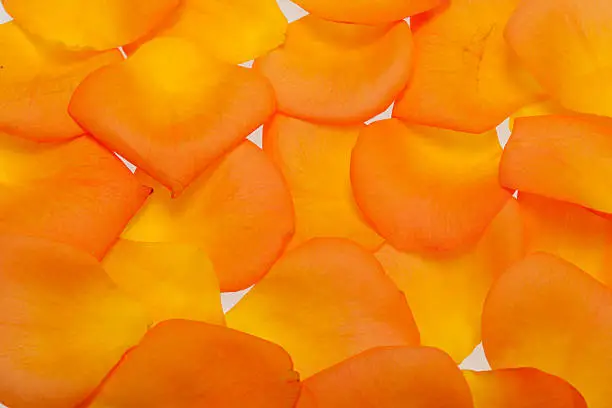 Petals  of the orange-rose isolated on the white background