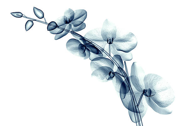 immagine un raggi x di un fiore sola su bianco, orchide - roentgenogram foto e immagini stock