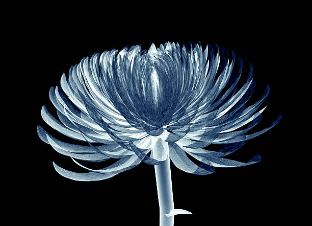 istock x-ray image of a flower isolated on black , Pompon Chrysanthemum 527680954