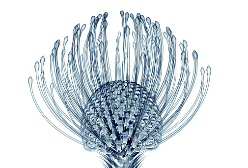x-ray image of a flower  isolated on white , the Nodding Pincushion 3d illustration