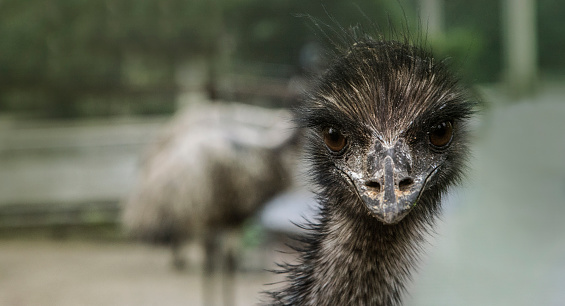 A closeup shot of a King Island emu isolated on a blurred background