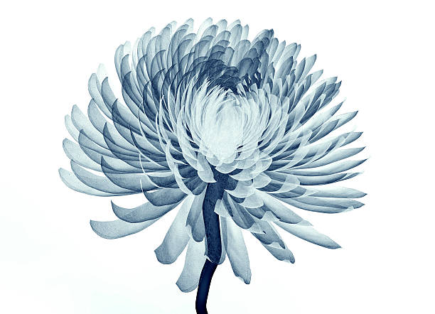immagine un raggi x di un fiore isolato, pompon chrysanth - roentgenogram foto e immagini stock