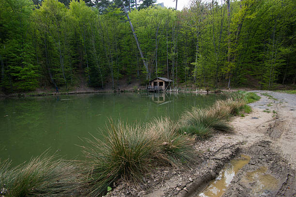 istock The hut on the shore of forest lake. 527681706