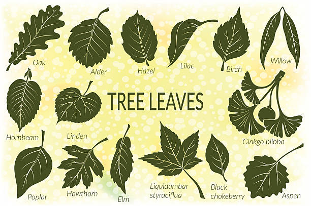blätter von pflanzen pictogram set - poplar tree forest oak tree autumn stock-grafiken, -clipart, -cartoons und -symbole