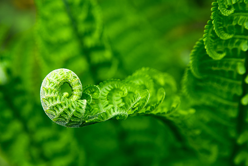 Green fern leaves in spring on a sunny day