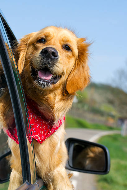 Golden Retriever Looking Out Of Car Window stock photo