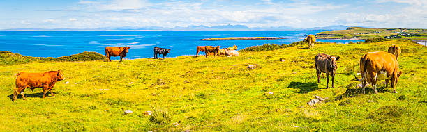 istock Cattle grazing on green pasture beside blue ocean panorama Scotland 527683054