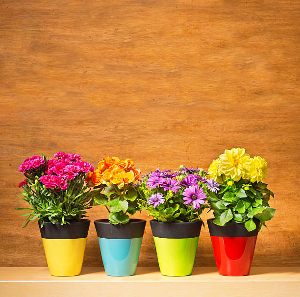 istock Potted Flower Seedling Plants in Blank Background for Copy 527684016