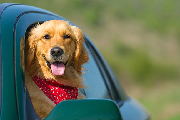 Golden Retriever Looking Out Of Car Window stock photo