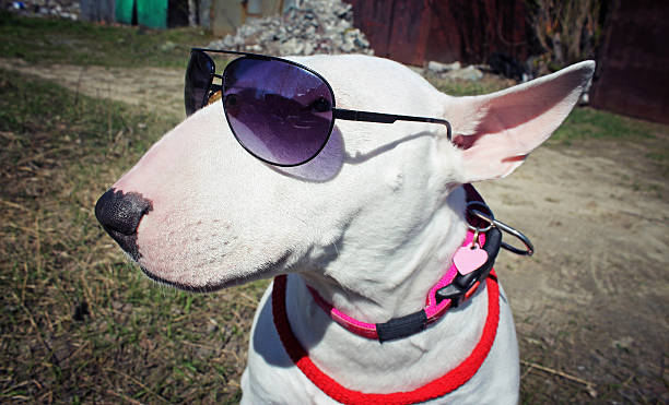 istock White English bullterrier in sunglasses 527686620
