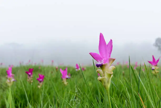 Photo of Siam tulips in the mist