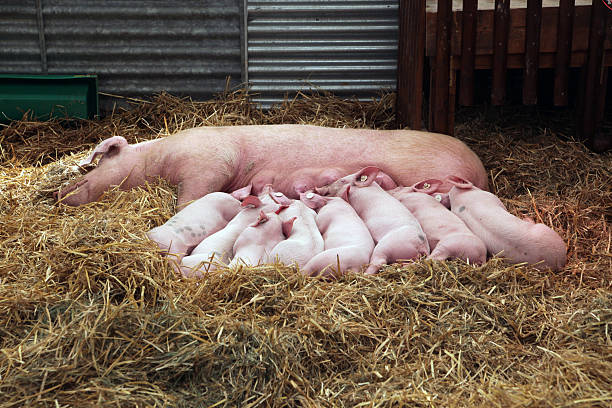 Piglets suckling from mother sow