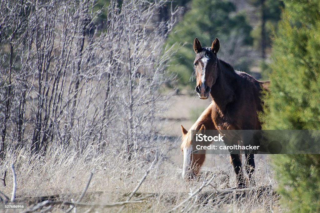 Wild mare and yearling Wild mare and her yearling filly of the Heber herd in the Apache-Sitgreaves National Forest in Northern Arizona near the Mogollon Rim. Animal Stock Photo