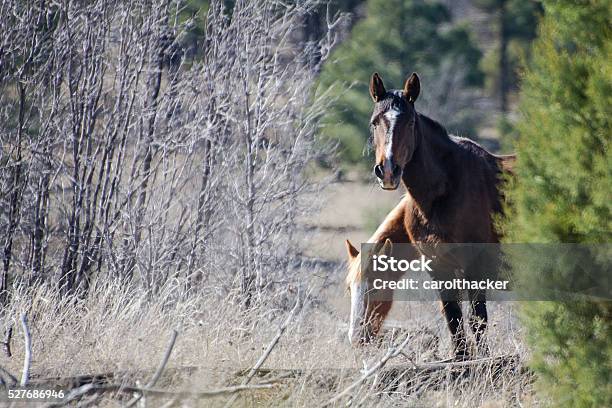 Wild Mare And Yearling Stock Photo - Download Image Now - Animal, Animal Wildlife, Animals In The Wild