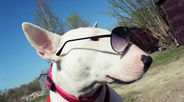 istock White English bullterrier in sunglasses 527687130