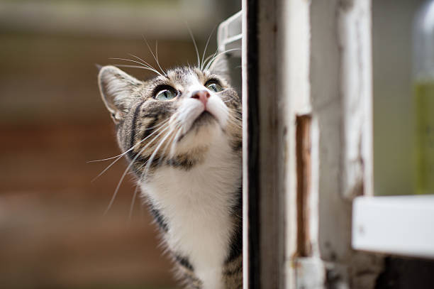 istock Cat peeking into a doorway 527687894