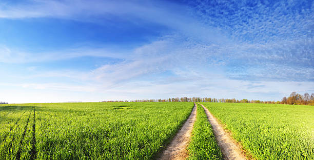 istock Road in a green field on sunny summer day 527688744
