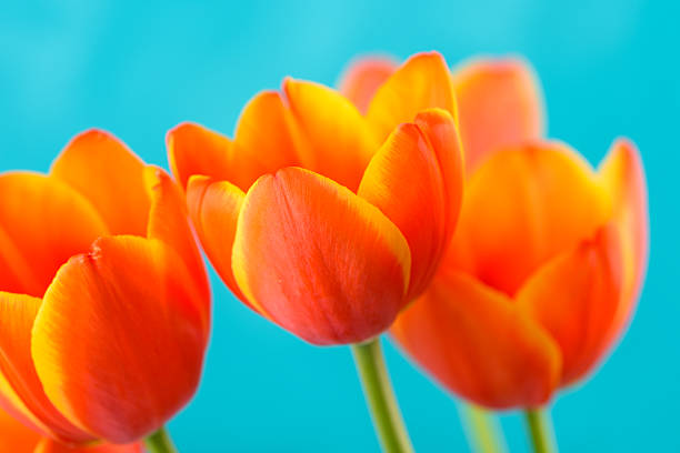 Red And Orange Tulips Flowers Bouquet Close Up