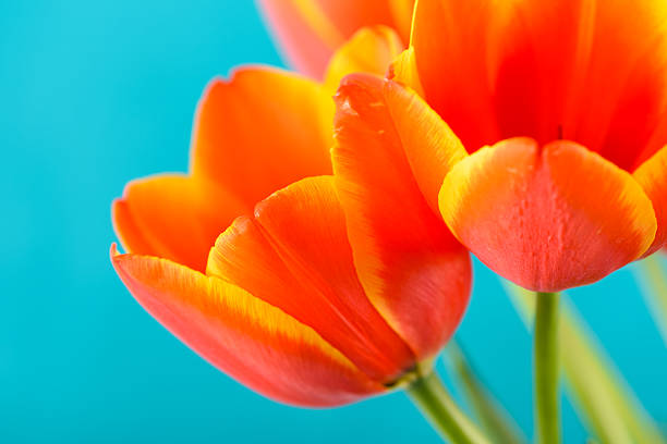 istock Red And Orange Tulips Flowers Bouquet 527688966