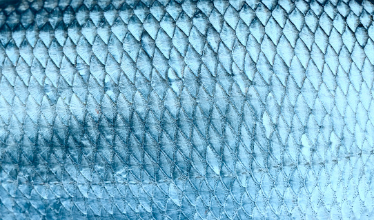 Asp fish scales, natural texture, toned