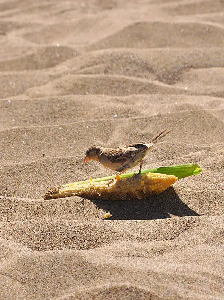 Photo of Sparrow Eating Corn