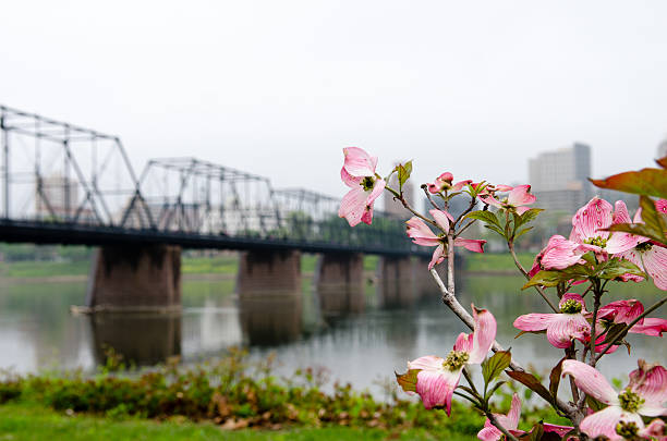 Dogwood Tree In Bloom with Walking Bridge Dogwood tree is in full bloom on a rainy day in Harrisburg PA.  harrisburg pennsylvania stock pictures, royalty-free photos & images